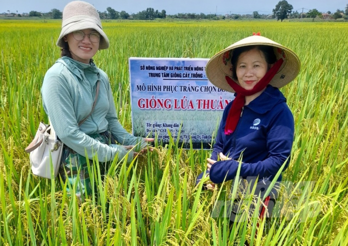 Nhiều giống lúa chất lượng cao được Trung tâm Giống cây trồng và vật nuôi tỉnh Quảng Trị cung ứng. Ảnh: CĐ.