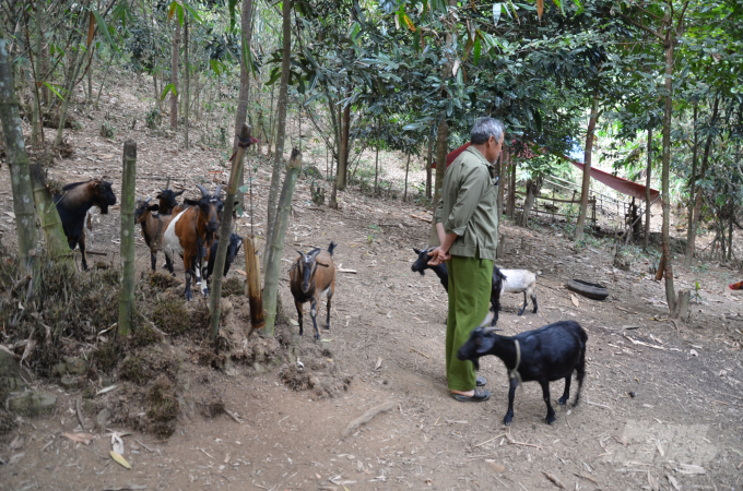 Trang trại vườn đồi của ông Hải. Ảnh: Dương Đình Tường.