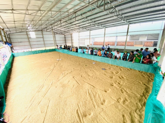 Vụ hè thu 2021, đã có 61.372 ha lúa trong vùng Dự án VnSAT có hợp đồng bao tiêu. Ảnh: LT.