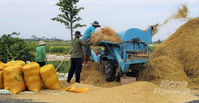 Hiện giá lúa ST24, ST25 thương lái thu mua 8.100 - 8.500 đồng/kg, các giống khác từ 5.600 – 6.000 đồng/kg, nông dân sản xuất lúa tôm đang rất phấn khởi. Ảnh: Trung Chánh.