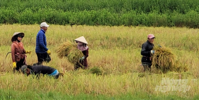 Farmers in An Minh District are harvesting rice-shrimp crop. Photo: Trung Chanh.