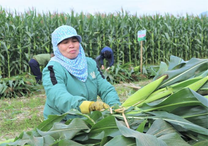 SSC586 corn silage variety not only develops better but also is more profitable than rice. Photo: Pham Hieu.