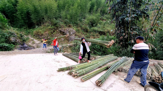 Không chỉ giúp bà con vươn lên làm giàu, trúc sào đã giúp xanh lại nhiều cánh rừng ở Cao Bằng. Ảnh: Công Hải.