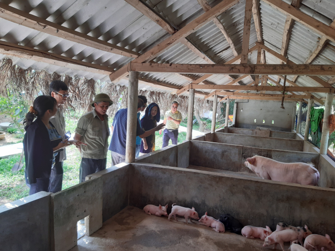 Chăn nuôi ở Thừa Thiên - Huế đang chuyển dịch mạnh từ nhỏ lẻ sang tập trung, hữu cơ và chăn nuôi an toàn sinh học. Ảnh: Tiến Thành.