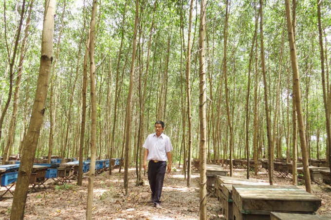 Từ trồng rừng, người dân xã Trường Thủy bứt phá làm giàu bền vững. Ảnh: Q.B