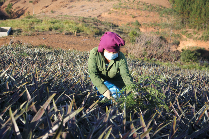 Members of Nam Phuong Agricultural Cooperative, in association with DOVECO, take care of raw pineapple areas. Photo: Trung Quan.