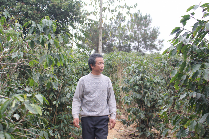 Cây cà phê đã thay đổi phận nghèo ở vùng sâu huyện Sốp Cốp. Ảnh: Trung Quân.
