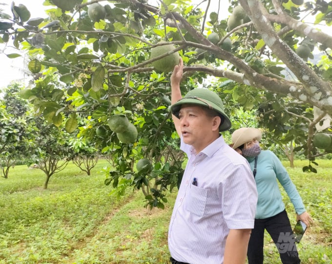Ông Nguyễn Hữu Khúc thăm vườn bưởi của nông dân. Ảnh: Vũ Đình Thung.