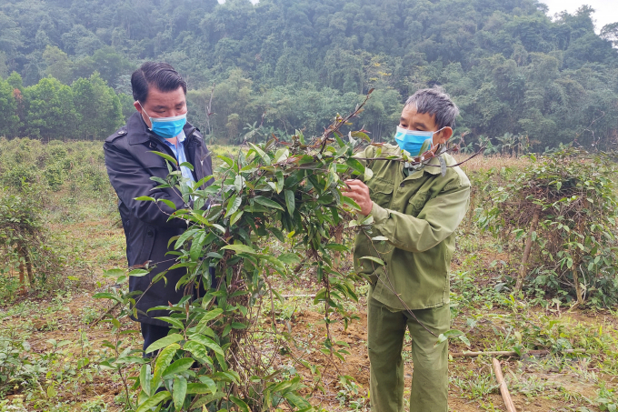 Ông Lò Văn Thắng (phải), người đầu tiên đưa cây ba kích tím vào trồng ở vùng đất Sáu Thanh. Ảnh: VD.