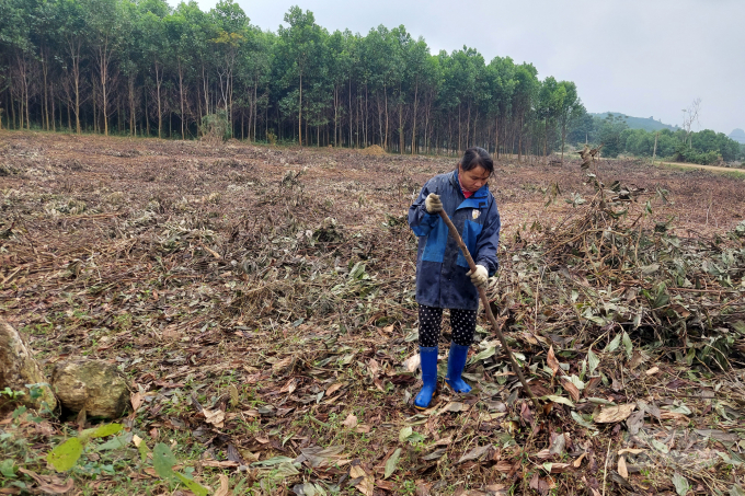 Nhiều hộ đồng bào dân tộc Thái tại vùng Sáu Thanh đã quyết định chặt bỏ keo để trồng các loại cây ăn quả tập trung phục vụ các nhà máy chế biến. Ảnh: VD.