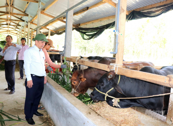 Ông Nguyễn Hữu Khúc đi thăm nhưng trang trại nuôi bò vỗ béo trên địa bàn huyện Hoài Ân. Ảnh: Vũ Đình Thung.