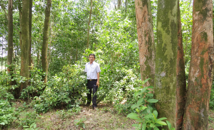 Những 'tỉ phú rừng' ở Trường Thủy đang dần chuyển hướng sang trồng rừng gỗ lớn. Ảnh: Tâm Phùng.