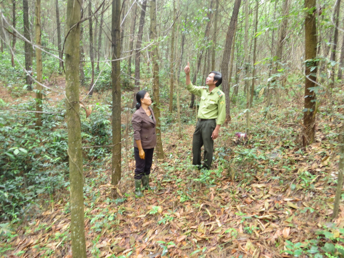 Từ vùng đồi trơ sỏi sát, những cánh rừng ở Trường Thủy đã trở thành 'lá phổi xanh'. Ảnh: Q.B.