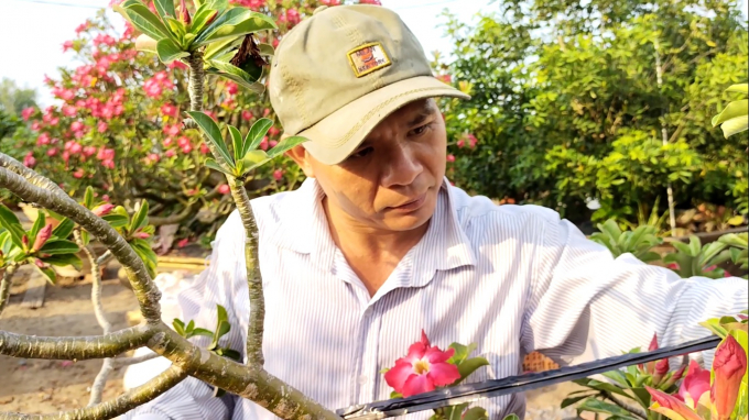 Anh Lâm cho biết nhiều cây sứ đã được sưu tầm từ 20 năm trước. Ảnh: Thiên Thanh.