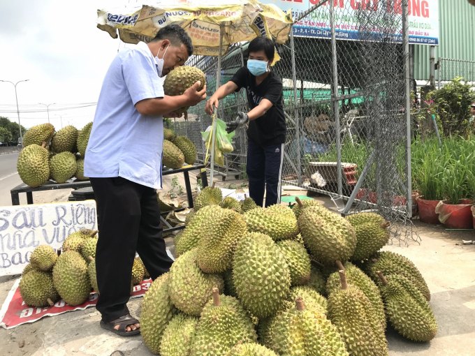 Giá nhiều loại trái cây tại ĐBSCL đang giảm mạnh. Ảnh: Minh Đảm.