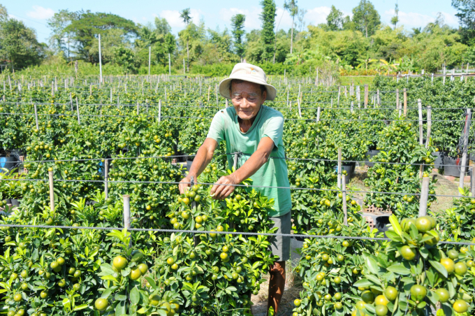 Sản lượng ha kiểng năm nay giảm đến 50%. Ảnh: Lê Hoàng Vũ.