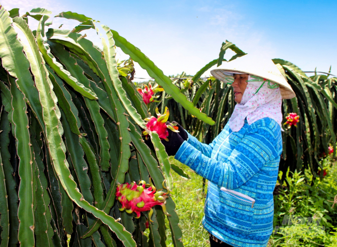 Người nông dân tại tỉnh Bình Thuận chăm chút từng trái thanh long đến kì thu hoạch. Ảnh: Minh Sáng.