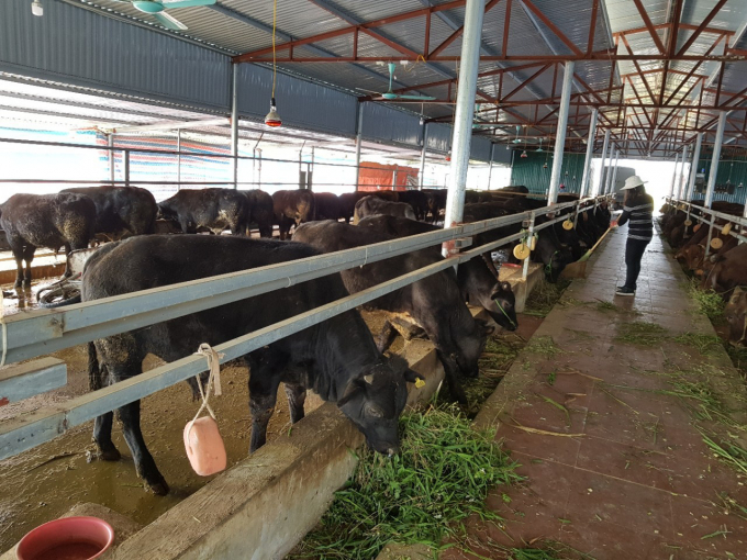 Hanoi authorities will issue many mechanisms and policies for cattle development. Photo: ST.