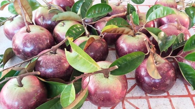 Ke Sach purple star apple is growing strongly in terms of area, output, and export markets. Photo: ST.