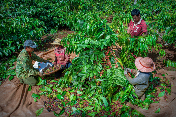 The VnSAT project has changed the face of Vietnam's coffee industry. Photo: VAN.