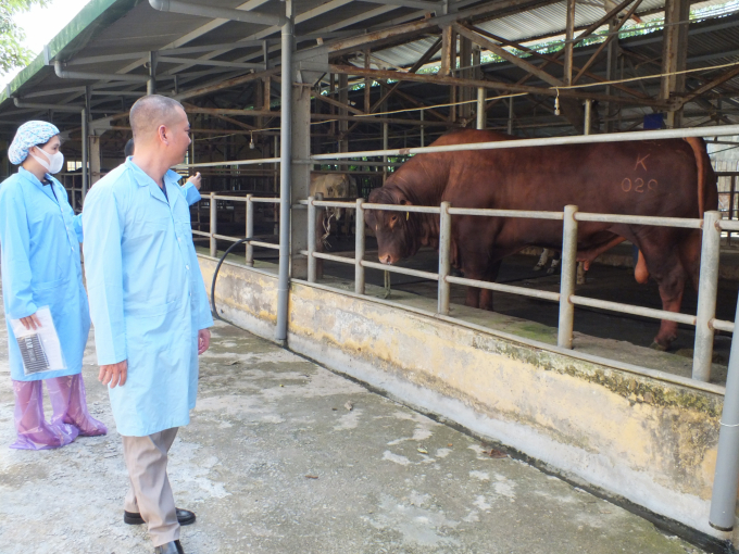 Research and production station of high quality cow semen of Hanoi Cattle Breeding Joint Stock Company. Photo: Le Ben.