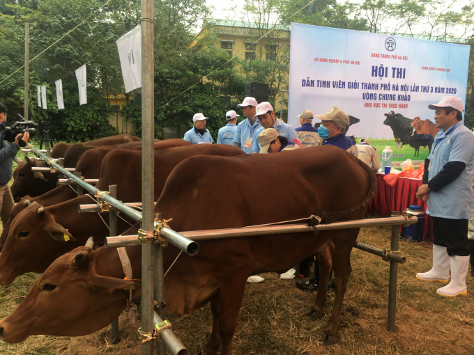 The contests of skilled farmers have improved enthusiasm in cow husbandry. Photo: CNHN.