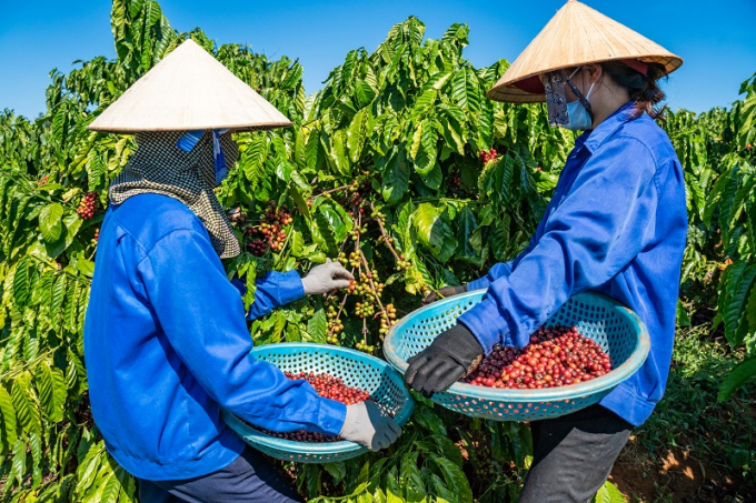 Năng suất, chất lượng cà phê Việt Nam đã nâng lên rõ rệt nhờ dự án VnSAT. Ảnh: NNVN.