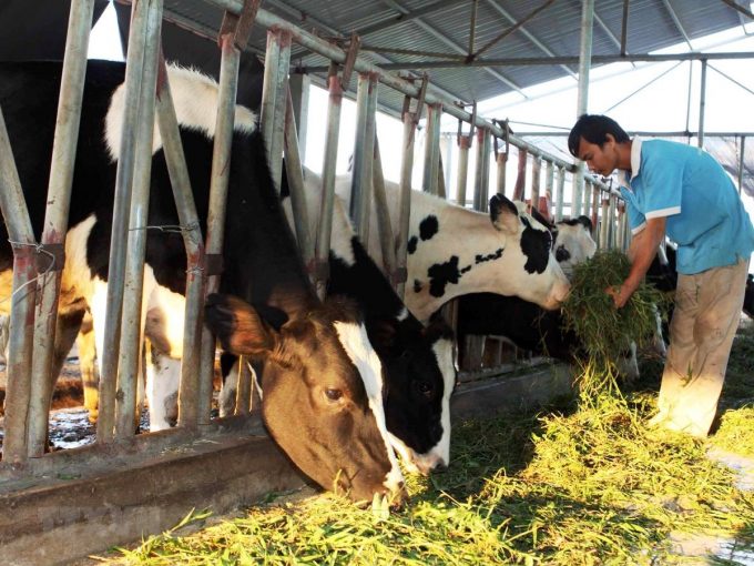 Besides beef cattle, Hanoi also has much potential to develop dairy cows. Photo: ST.