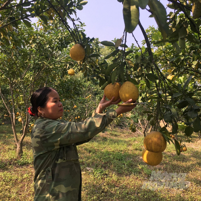 Cây bưởi được sản xuất theo quy trình VietGAP tại Văn Hán. Ảnh: Đồng Văn Thưởng.