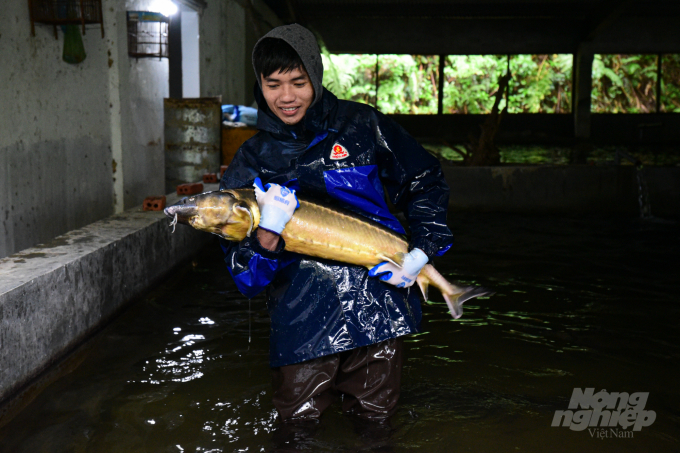 Europe-origin sturgeon raised here are highly regarded for their meat quality. Photo: Tung Dinh.