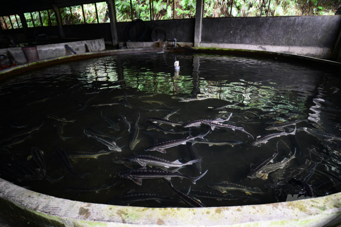 Dr. Luu's farm currently focuses on breeding fingerlings and sturgeons for meat. Photo: Tung Dinh.