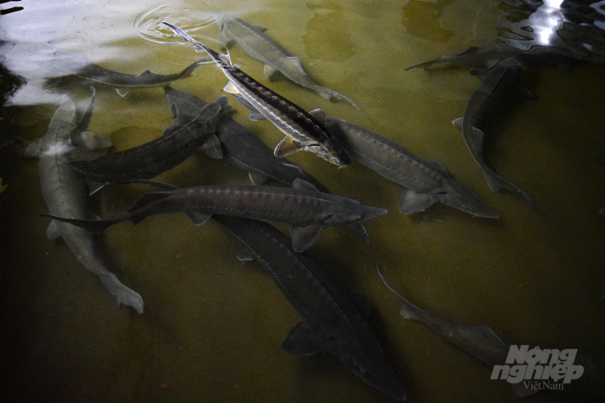 Sturgeons in Dr. Le Thanh Luu's farm weigh up to 10-15 kg. Photo: Tung Dinh.