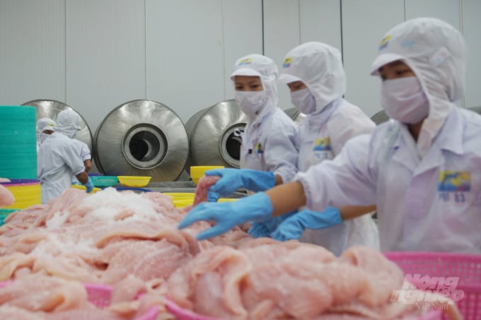 Pangasius exports will thrive in 2022. Photo: Thanh Son.