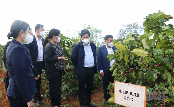 Deputy Minister Le Quoc Doanh (second from right) highly appreciated the coffee varieties that the Western Highlands Agriculture and Forestry Science Institute bred. Photo:  Quang Yen.