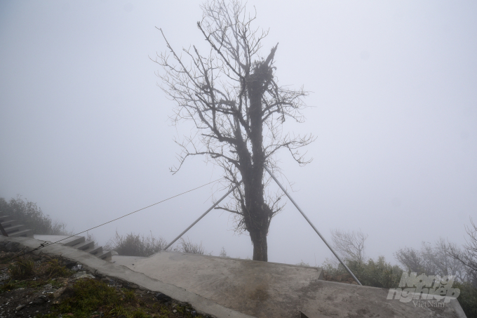 'Cây cô đơn' chìm trong mây mù trên đỉnh Phia Oắc. Ảnh: Tùng Đinh.