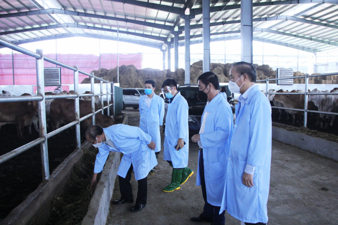 Thứ trưởng Bộ NN-PTNT Phùng Đức Tiến (ngoài cùng bên phải) thăm một cơ sở chăn nuôi vỗ béo bò thịt tại ngoại thành Hà Nội. Ảnh: Tùng Đinh.