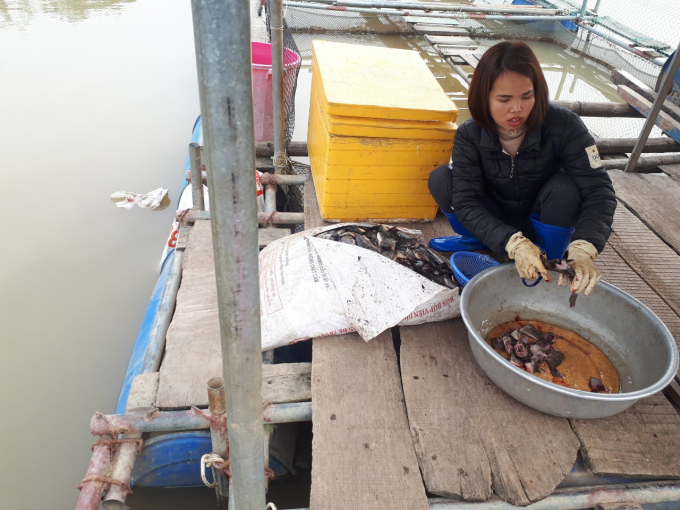 Thức ăn cho cá lồng được tận dụng từ nguồn cá tạp giá rẻ tại địa phương. Ảnh: Lê Như Cương.