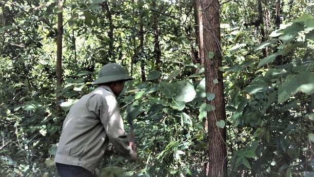 Quang Binh Province is focusing on converting to large timber forests. Photo: NTH.
