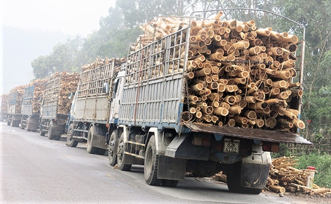 Khai thác gỗ rừng trồng tại Quảng Bình. Ảnh: NTH.