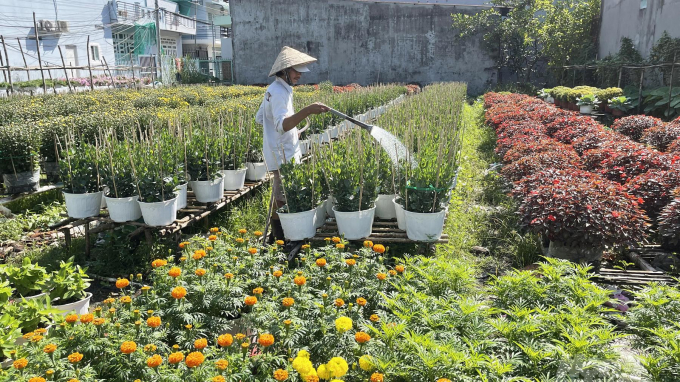 Người dân làng hoa Bà Bộ, TP. Cần Thơ chăm sóc hoa bán Tết. Ảnh: HP.