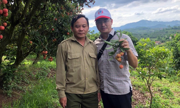 Ông Mai Xuân Thìn  (bên phải) thực địa tại vùng nguyên liệu trồng vải. Ảnh: Rồng Đỏ.
