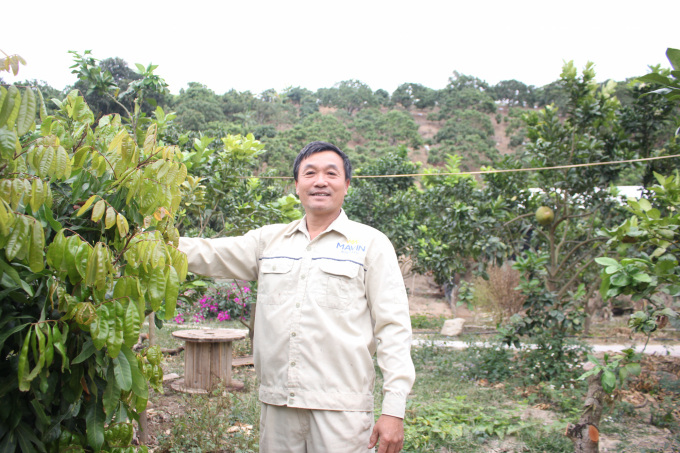 Chương trình phát triển cây ăn quả trên đất dốc, nhất là cây nhãn đã đổi thay diện mạo kinh tế cho huyện Sông Mã. Ảnh: Trung Quân.