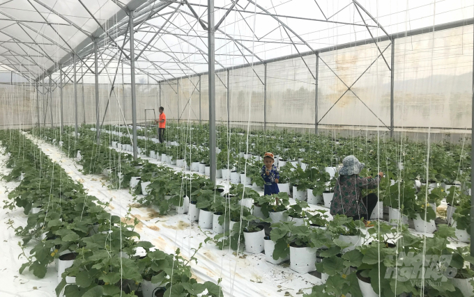 The pest and disease sensors will detect and update to the phone the location of the diseased plant so that the garden owner can promptly come up with countermeasures. Photo: Vu Dinh Thung.