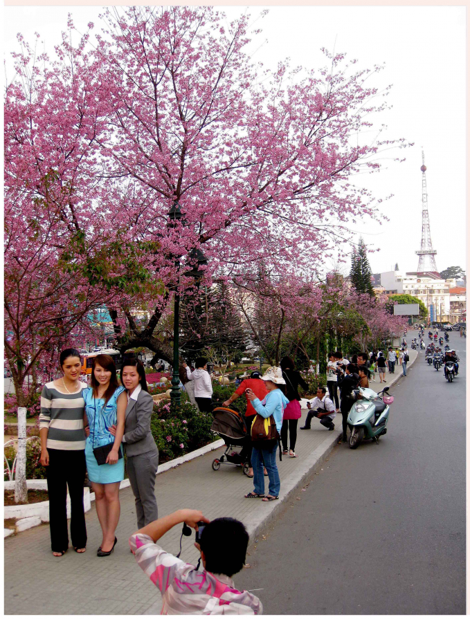 Những rặng hoa anh đào luôn là điểm thu hút đông đảo du khách ghé thăm mỗi khi tới Đà Lạt. 