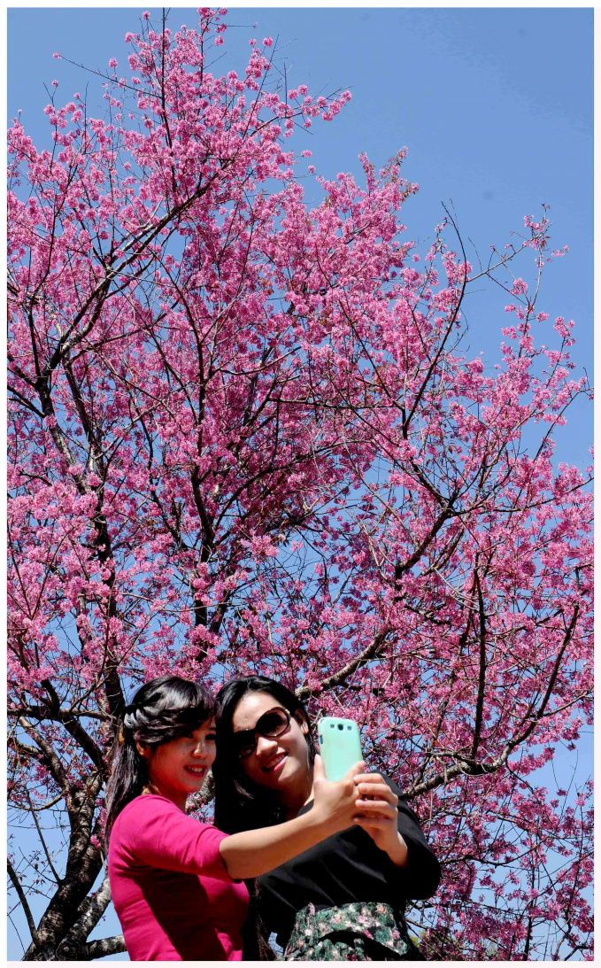 Nhật Bản đã 3 lần tặng Đà Lạt cây anh đào con, nhưng cứ lụi dần và chết, chưa rõ nguyên nhân. Lần thứ 4 (năm 2018) Nhật Bản tặng Đà Lạt 125 cây (3 tuổi, cao 3m) chính hiệu 'Made in Japan', trồng ở Vườn hoa Đà Lạt (100 cây) và Vườn đào Mười Lời (25 cây), nhưng chưa ra hoa. 
