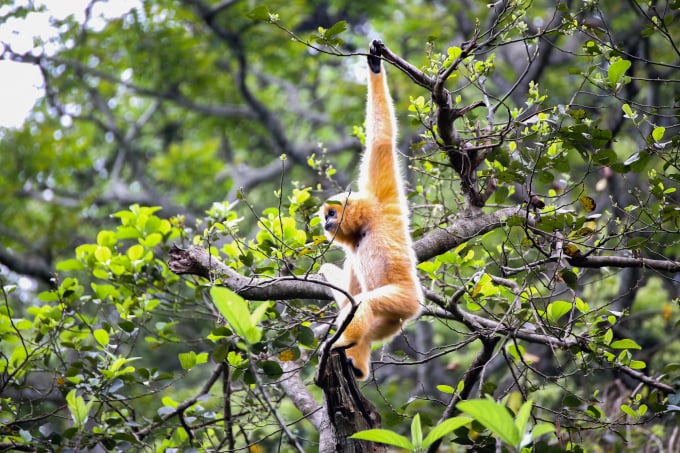 Các loài động vật hoang dã được bảo tồn tại Vườn Quốc gia Cúc Phương.