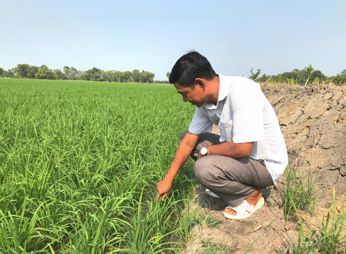 Ông Phan Văn Ngọc, Phó Giám đốc HTX Mỹ Quới cho biết: HTX đang liên kết với Công ty Phước Lộc Thiên Hộ bao tiêu lúa hàng hoá cho bà con nông dân. Ảnh: Minh Đảm.