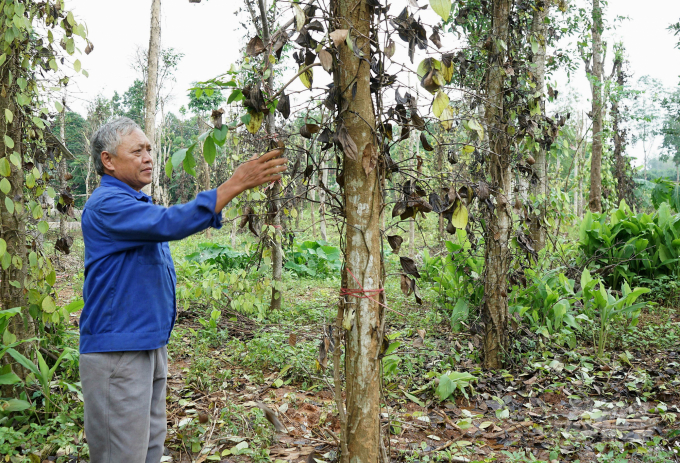 73 ha of pepper plants in Quang Tri have been afflicted with quick wilt. Photo: CD.