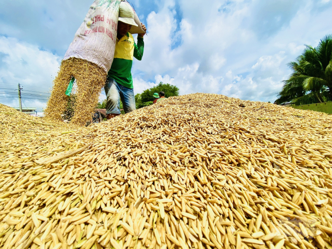 Đối mặt với hàng loạt khó khăn, thách thức, sản xuất lúa gạo năm 2021 của nước ta vẫn tăng 1,1 triệu tấn, mặc dù diện tích canh tác giảm. Ảnh: LHV.
