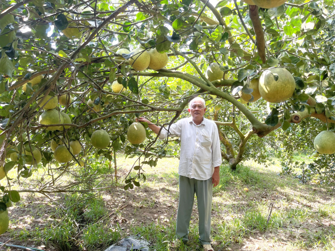 A trader visit a pomelo farm in O Mon District, Can Tho City. Photo: HP.